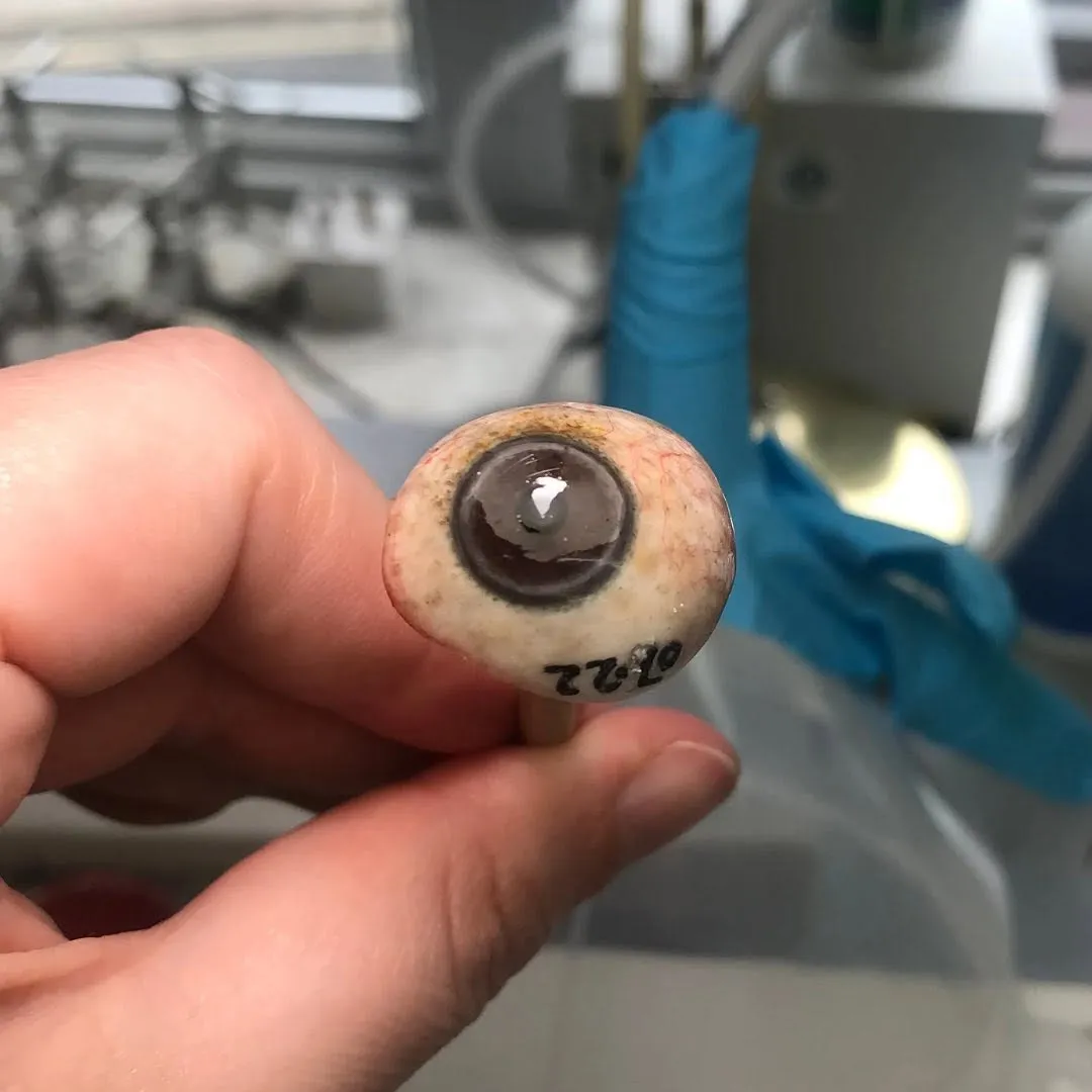 Thin scleral shell prosthetic with an iris painted directly onto clear acrylic, shown mid-creation on the ocularist's workbench